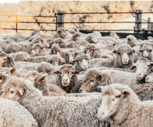 mouton pour l’aid en ligne